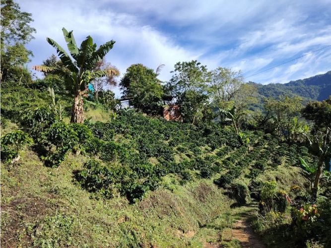 Finca en venta en Corinto, Manizales, 92800 m² · foto 17 de 17