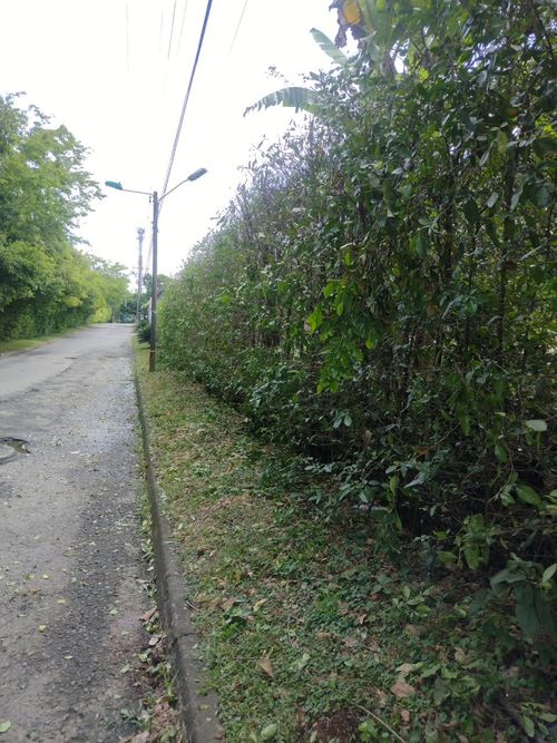 Lote en venta en Pance, Cali · foto 3 de 6