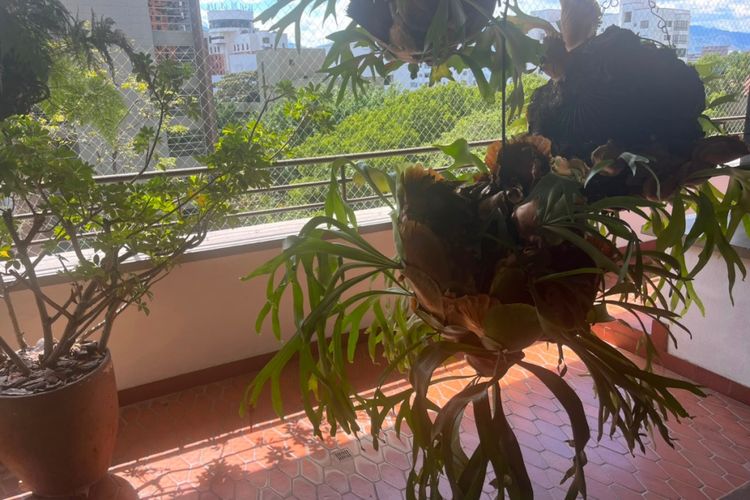 Apartamento de 4 alcobas en venta en La Florida, Medellín, 305 m² · foto 8 de 19