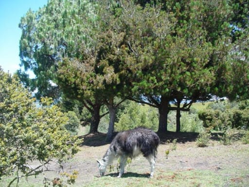 Lote en venta en Montana, Sopó, 7058 m² · foto 9 de 21