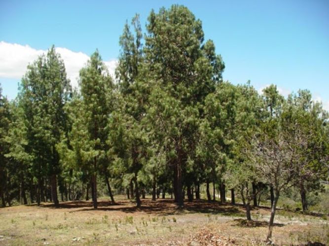 Lote en venta en San Gabriel, La Calera, 5163 m² · foto 3 de 20