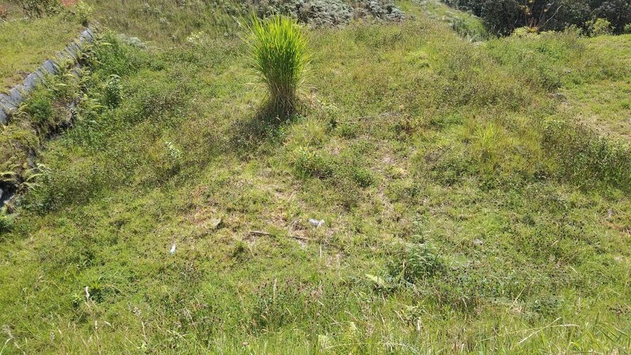 Lote en venta en Cerro De Oro, Manizales, 462 m² · foto 13 de 15