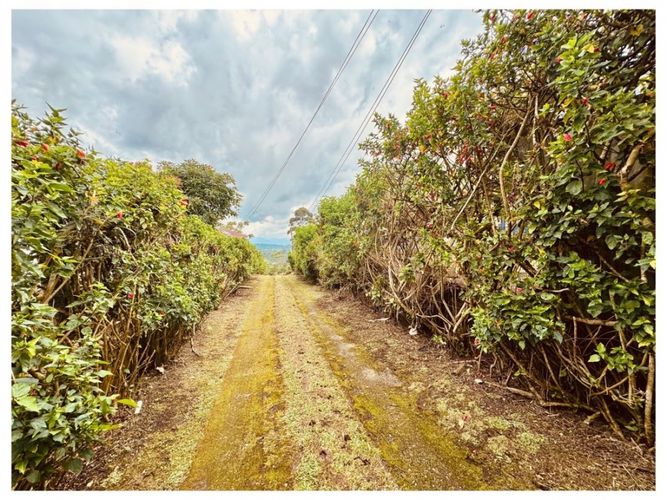 Finca en venta en Condina, Pereira, 1100 m² · foto 9 de 16