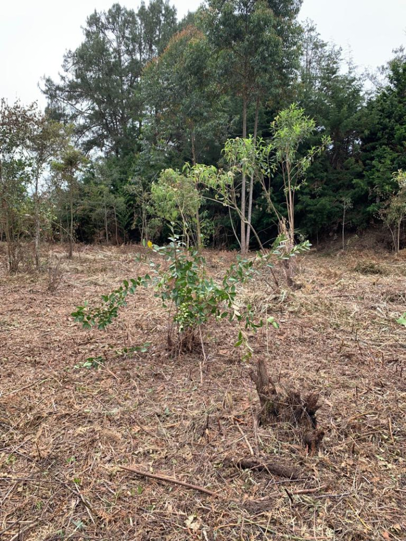 Land in Galicia for Sale - 4