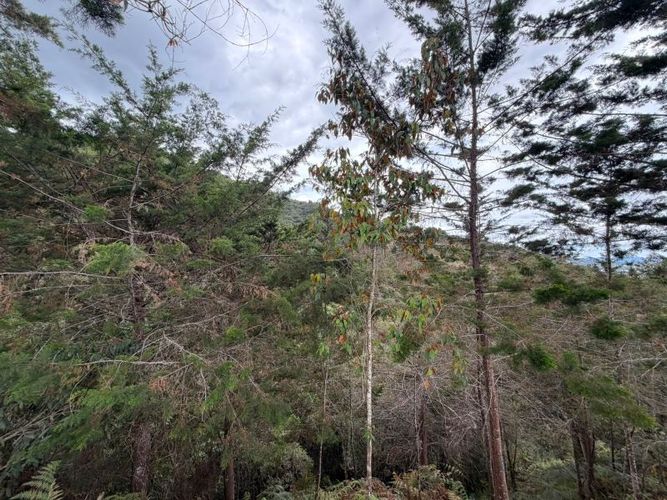 Lote en venta en El Tambo, La Ceja · foto 7 de 16