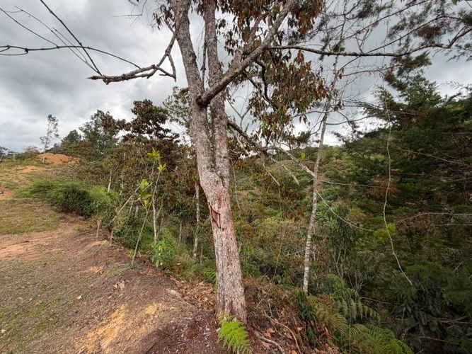 Lote en venta en El Tambo, La Ceja · foto 10 de 16