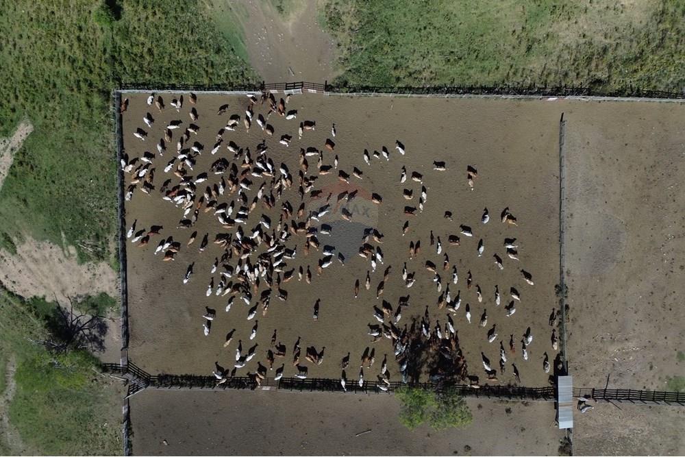 ESTANCIA AGROPECUARIA CON TERRENO DE 10.019 HECTÁREAS EN DEPARTAMENTO CAAGUAZÚ EN VENTA — foto 2