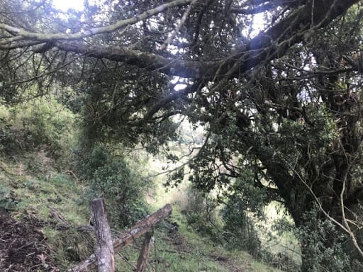 Lote en venta en Flandes, La Calera · foto 2 de 13