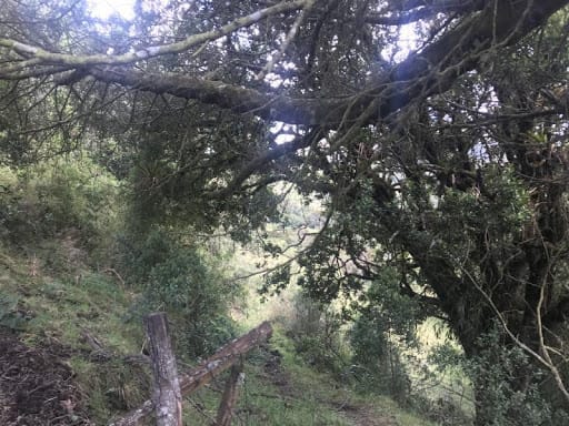 Lote en venta en Flandes, La Calera · foto 5 de 13