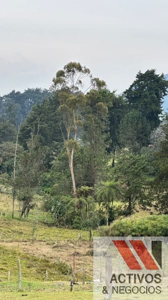 Finca en venta en San Felix, Bello, 32000 m² · foto 15 de 16