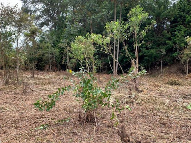 Lote en venta en Los Pinos, Rionegro, 8420 m² · foto 3 de 4