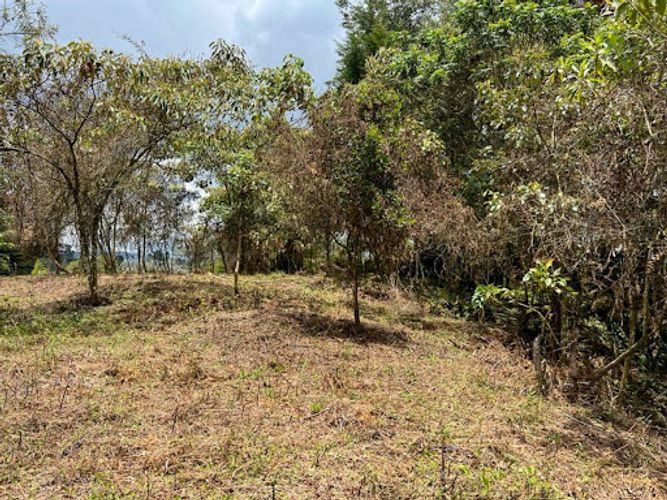 Lote en venta en Los Pinos, Rionegro, 7950 m² · foto 4 de 4