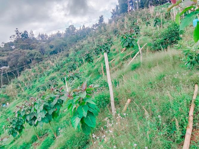 Finca en venta en Romeral, Guarne, 500 m² · foto 15 de 17
