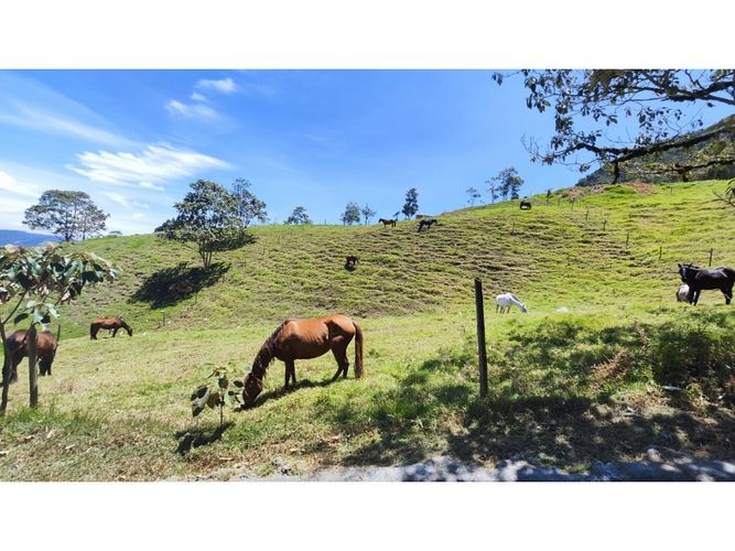 Lote en venta en Lomitas, La Ceja, 5000 m² · foto 19 de 24