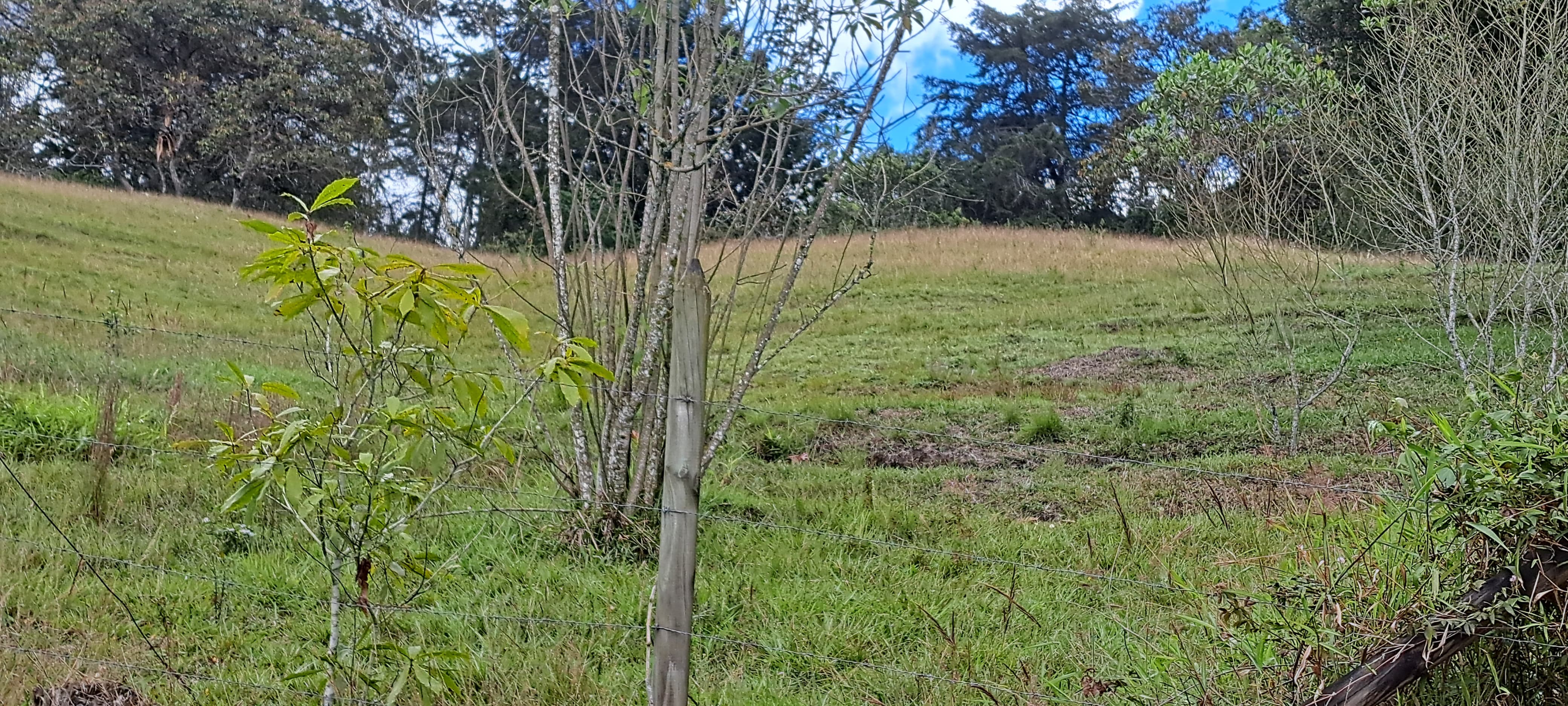 Land in El capiro for Sale