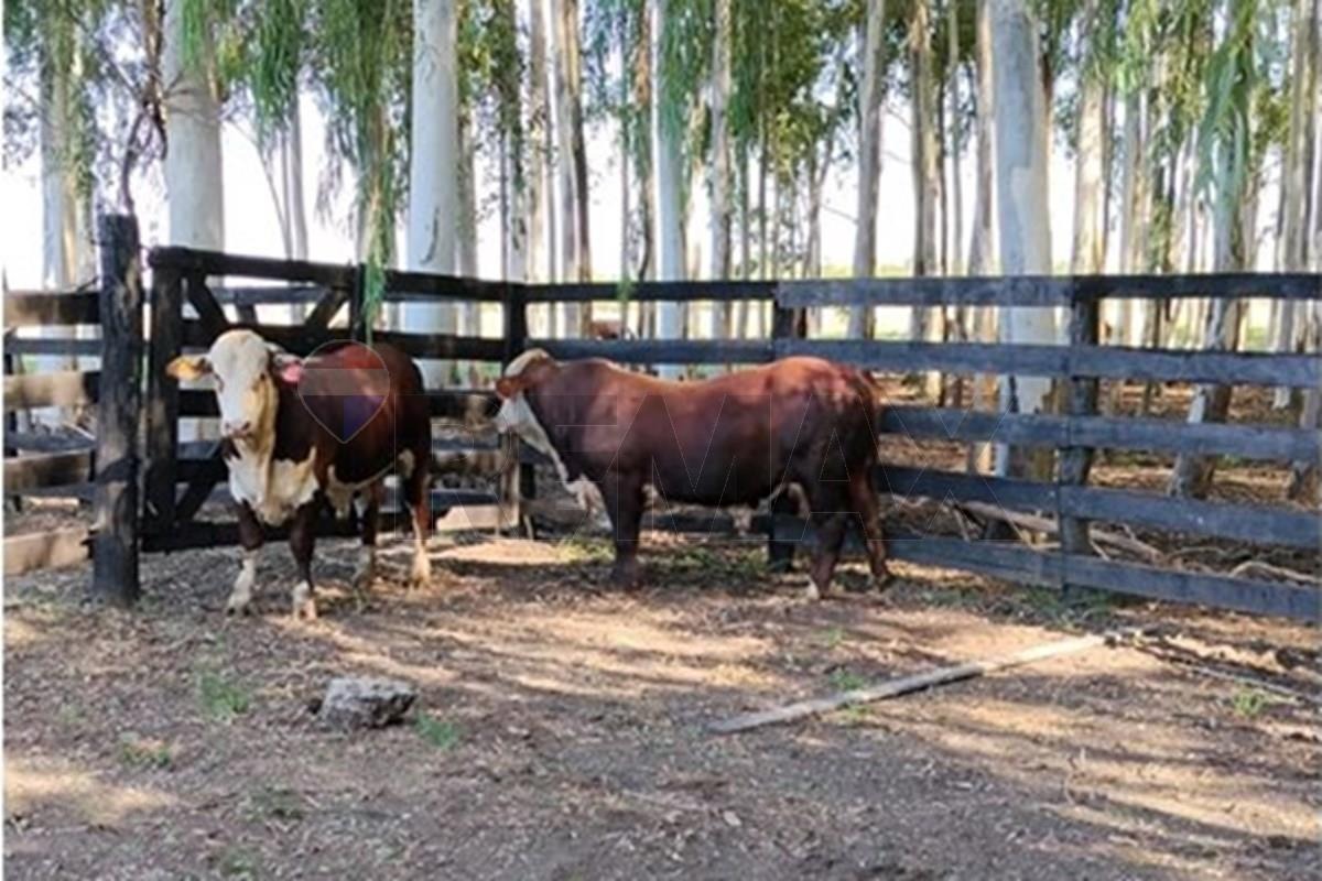 ESTANCIA/CAMPO DE 288 HECTÁREAS EN ARROYOS Y ESTEROS EN VENTA — foto 3