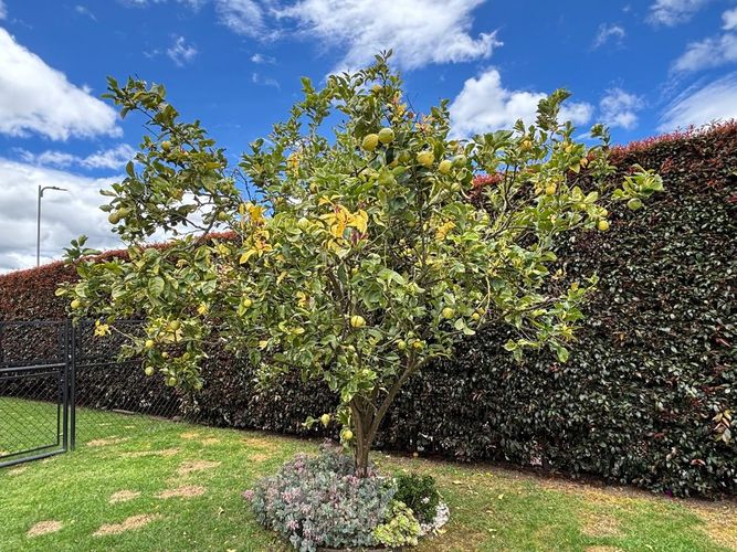 Casa de 3 alcobas en venta en Hacienda Fontanar, Chía, 273 m² · foto 16 de 20