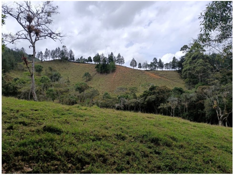 Land in Pantanillo for Sale