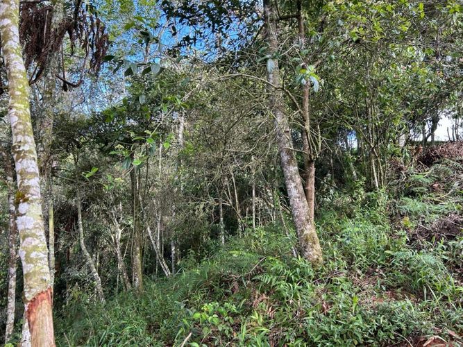 Lote en venta en El Carmen De Viboral, El Carmen de Viboral, 3300 m² · foto 9 de 14