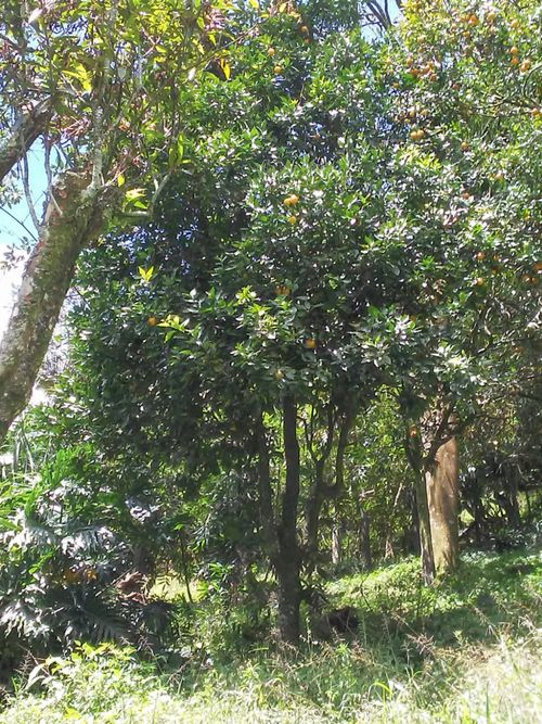 Lote en venta en Vereda La Doctora, Sabaneta, 1114 m² · foto 2 de 3