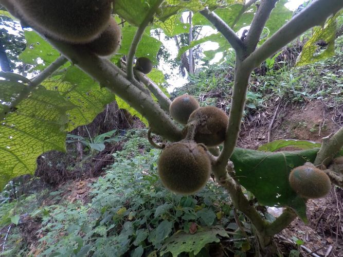 Finca en venta en Morrorico, Bucaramanga, 10000 m² · foto 5 de 9