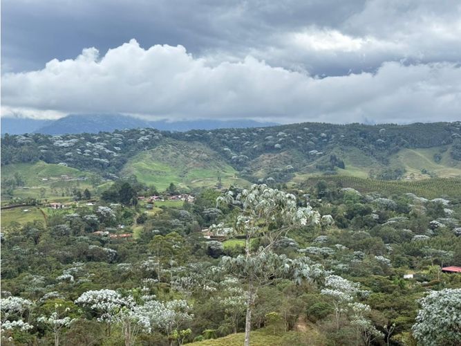 Finca en venta en Tribunas Corcega, Pereira, 100 m² · foto 8 de 21