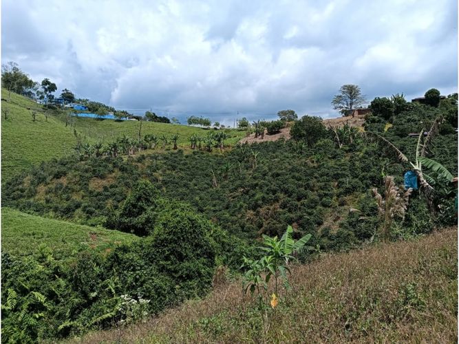 Finca en venta en Arabia, Pereira, 100 m² · foto 7 de 16