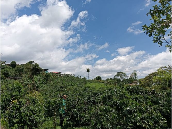Finca en venta en Arabia, Pereira, 100 m² · foto 11 de 16