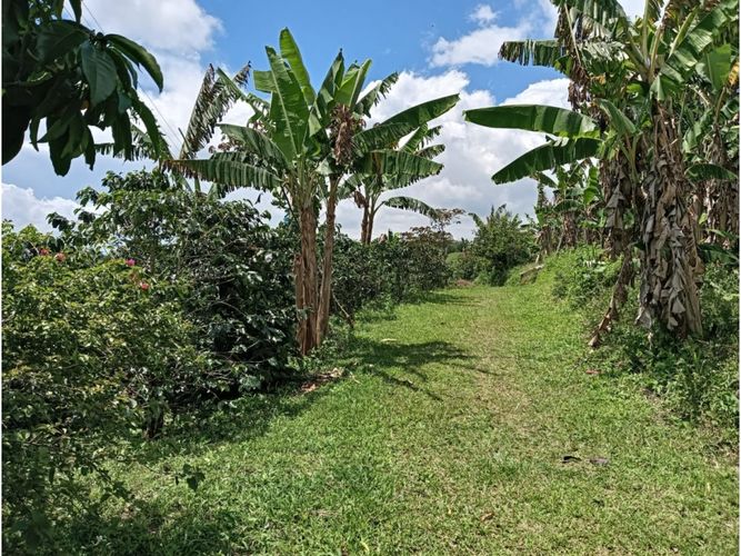 Finca en venta en Arabia, Pereira, 100 m² · foto 15 de 16