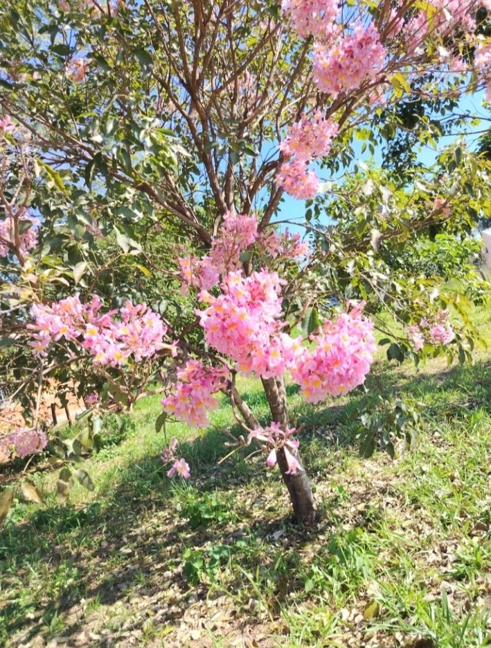 VENDO TERRENO EN CAACUPE  BARRIO LOMA GUAZU — foto 2
