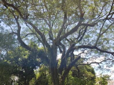 ¡OPORTUNIDAD ÚNICA EN PARAGUARÍ! Vendo amplio lote ideal para quinta o inversión — foto 3