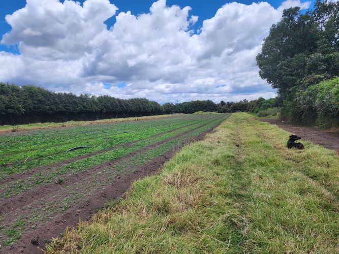 Lote en venta en El Abra, Cota, 6400 m² · foto 3 de 5