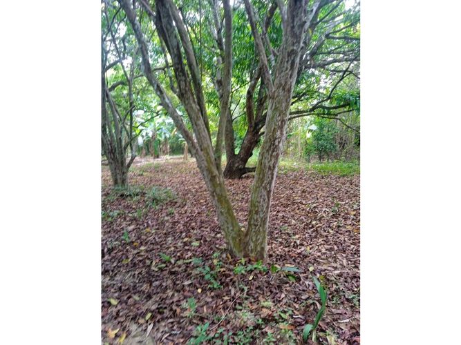 Lote en venta en El Choro, Cartagena · foto 17 de 17