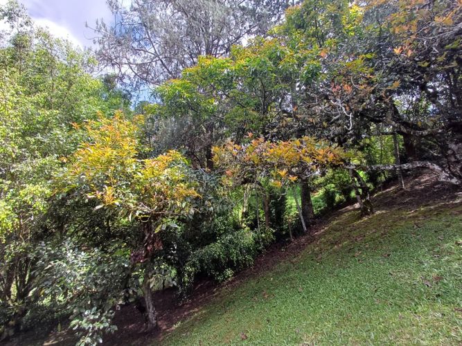 Lote en venta en Vía Las Palmas, Envigado, 200 m² · foto 13 de 21