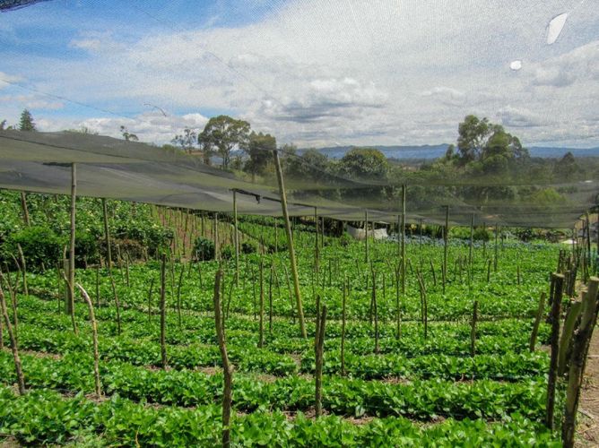Finca en venta en El Carmen De Viboral, El Carmen de Viboral, 130 m² · foto 9 de 9