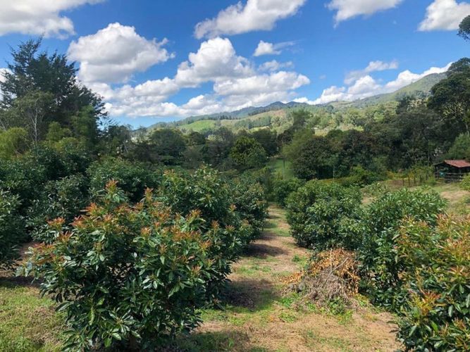 Lote en venta en Llano Grande, Rionegro · foto 9 de 12
