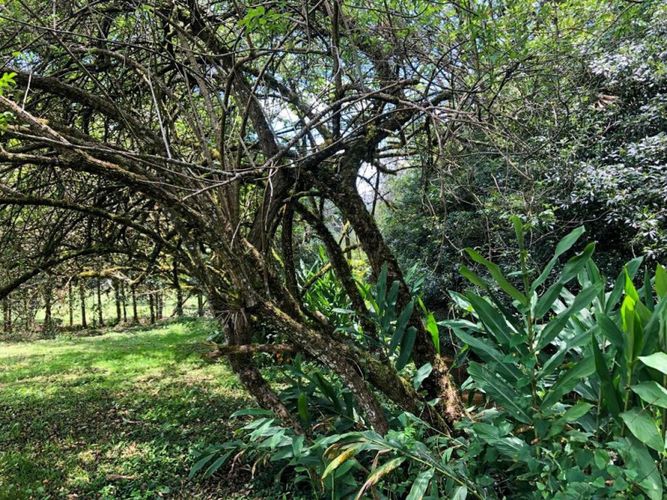 Lote en venta en Pantanillo, El Retiro · foto 6 de 8