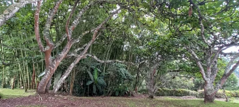 Lote en venta en El Porvenir, Rionegro · foto 10 de 19