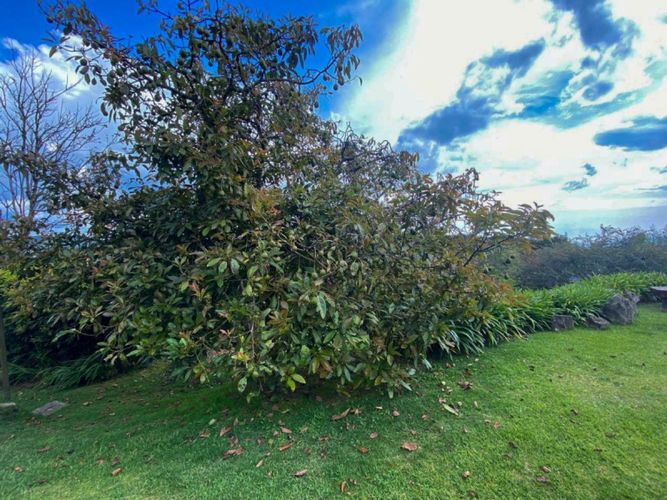 Casa de 5 alcobas en venta en Vía Las Palmas, Envigado, 366 m² · foto 16 de 24