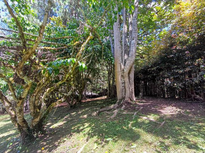 Lote en venta en Vía Las Palmas, Envigado, 6400 m² · foto 10 de 14
