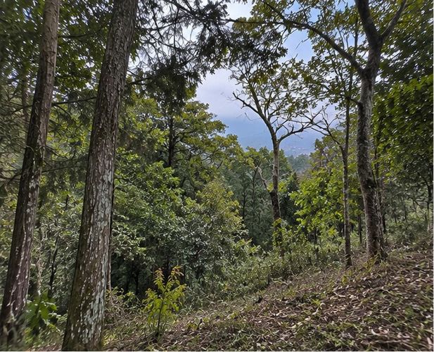 Lote en venta en Las Palmas, Envigado, 42500 m² · foto 3 de 5