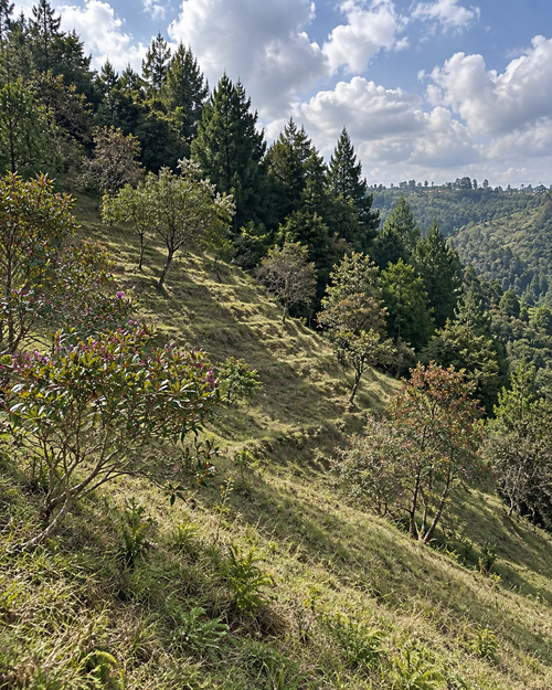 Lote en venta en Vallano, Envigado, 60000 m² · foto 5 de 5