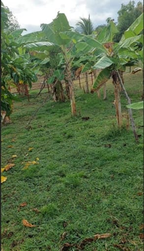 Finca en venta en Las Varas, Ricaurte, 400 m² · foto 10 de 16
