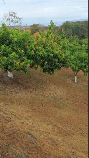 Finca en venta en Las Varas, Ricaurte, 400 m² · foto 12 de 16