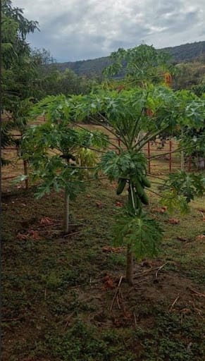 Finca en venta en Las Varas, Ricaurte, 400 m² · foto 14 de 16