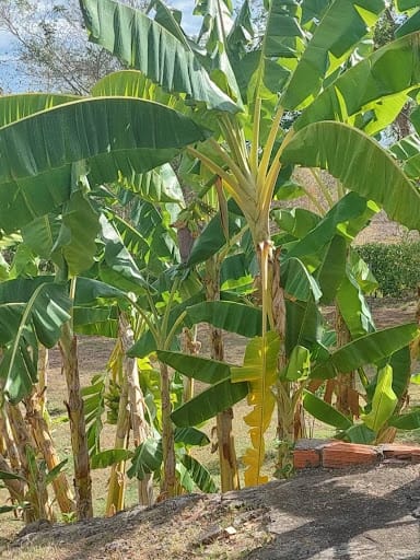 Finca en venta en Las Varas, Ricaurte, 400 m² · foto 15 de 16