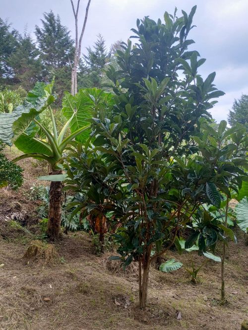 Casa de 3 alcobas en venta en La Convencion, Rionegro, 300 m² · foto 3 de 14