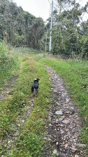Lote en venta en Paso Real, La Calera, 13000 m² · foto 7 de 14