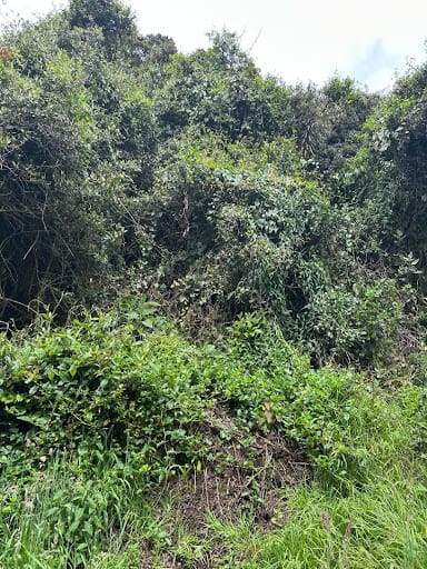 Lote en venta en Paso Real, La Calera, 13000 m² · foto 10 de 14