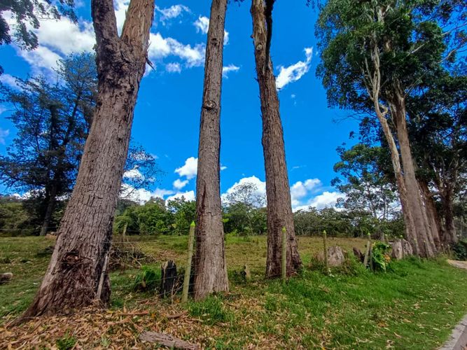 Lote en venta en Llano Grande, Rionegro, 16500 m² · foto 3 de 20